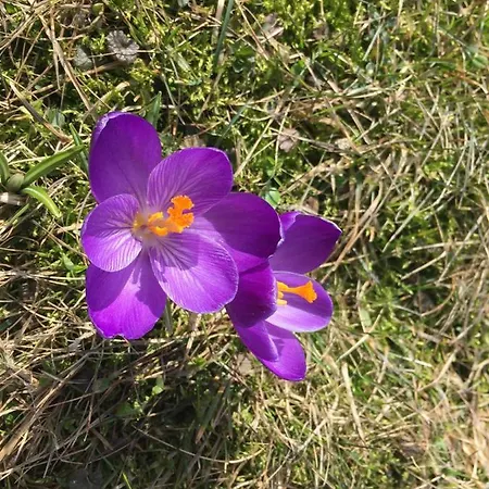 Apartment Babia Gora Zawoja