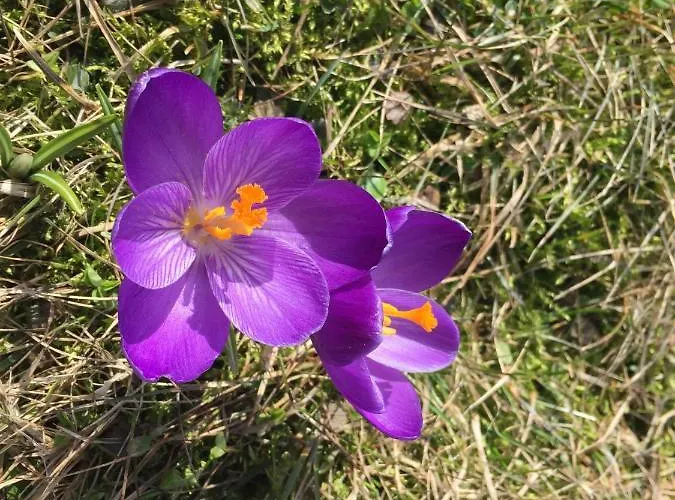 דירה Babia Gora זאבוייה